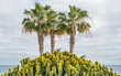 Lanzarote 3 Palmen und Kakteen mit Blick auf den Atlantik bei bewölktem Himmel 
