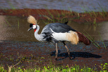 Grey Crowned Crane (Balearica Regulorum)  In The Savannah Of Kenya, Africa