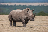 Fototapeta  - White rhinoceros grazing in the wild, Africa.