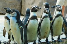 The Big Penguins Show In Thailand Zoo