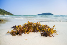 Green Seaweed On The Beach