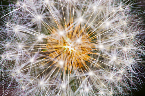 Nowoczesny obraz na płótnie Heart of dandelion