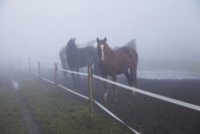 Horses On Pasture