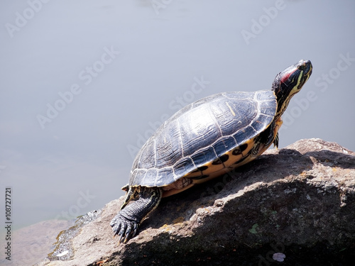 日向ぼっこ中の亀 A Sunbathing Turtle Stock 写真 Adobe Stock