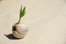 Sprout Of Coconut Tree On Sand