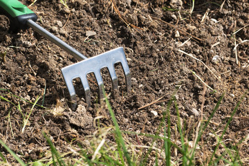 Prepare a beet for planting, small rake in the soil