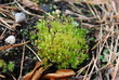 Bartramia pomiformis, the common apple-moss, is a species of moss in the Bartramiaceae family. It is typically green or glaucous in hue, although sometimes it can appear yellowish.