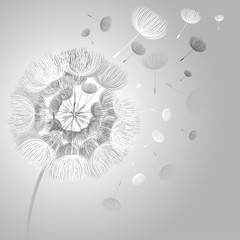 Poster - Abstract fluffy dandelion flower. Vector illustration