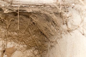 Wall Mural - old web as background