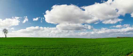 Panorama of sky clouds and grass on meadow