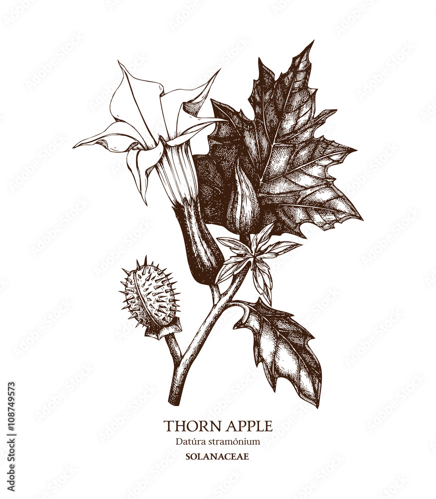 Datura wrightii - Sacred Datura | PlantMaster, image size:875x1000