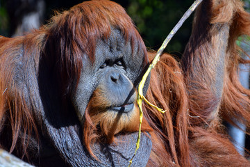 The orangutans, orang-utan, orangutang, or orang-utang) are the two exclusively Asian species of extant great apes. Native to Indonesia and Malaysia in the rainforests of Borneo and Sumatra. 