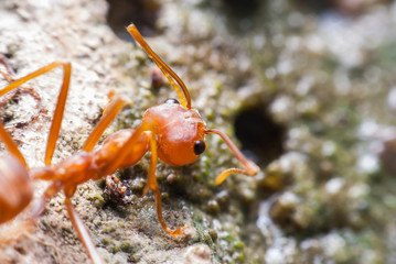 Red ant is drinking water.