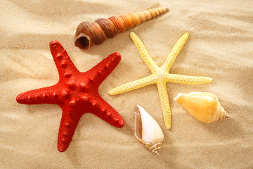 Wall Mural - Fingerfish, seastar and seashells in sand