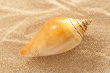 Wall Mural - Seashell in wavy sand