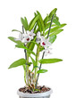 White dendrobium nobile flowers, branch, green leaves, plant