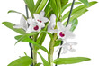 White dendrobium nobile flowers, branch, green leaves, plant