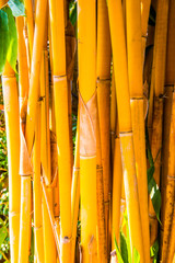 Sticker - Yellow bamboo background