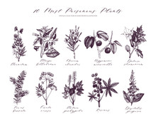 Vector Most Poisonous Plants Collection. Botanical Hand Drawn Illustration. Vintage Noxious Plants Sketch Set 