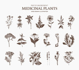 Big Vector Collection of hand drawn Spices and Herbs. Botanical plant illustration. Vintage Medicinal Herbs and Poisonous Plants sketch set isolated on white