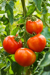 Ripe tomato cluster in greenhouse