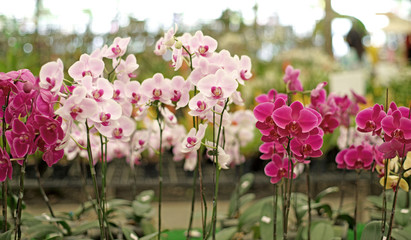 Wall Mural - beautiful orchid flower