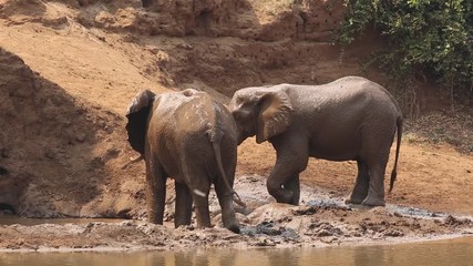 Canvas Print - Large African bull elephants (Loxodonta africana) spraying mud, Kruger National Park, South Africa