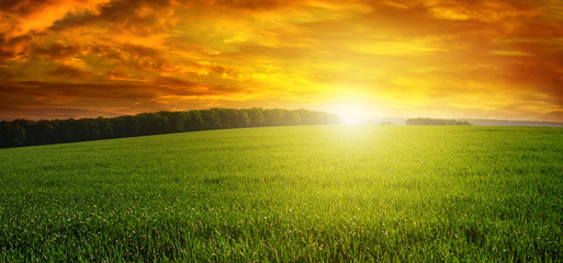 Canvas Print - Beautiful sunset on green field