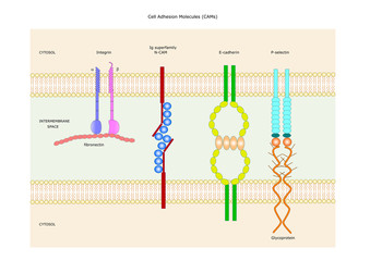 cellular adhesion molecules: CAMs