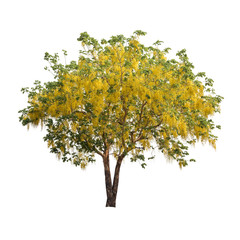 isolated shower tree on white background