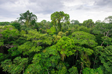 Amazon Rainforest In Tambopata Reserve, Peru