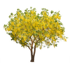 isolated shower tree on white background