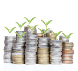 Plant growing out of coins , isolated on white background