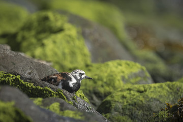 Wall Mural - Rubby turnstone