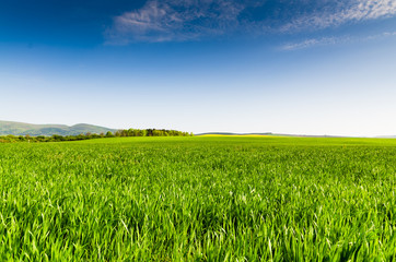 Wall Mural - green field and blue sky