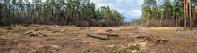 Cutting Of Trees. Ecology.Panoramic Photography