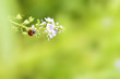 Ladybug on purple flowers of water speedwell in spring.
