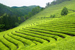 Green tea plantation in South Korea photo