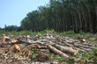 Deforestation environmental destruction