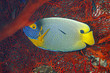 Blueface Angelfish, Pomacanthus xanthometopon with a Blue Streak Cleaner Wrasse