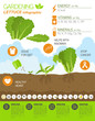 Gardening work, farming infographic. Lettuce. Graphic template.