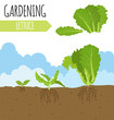 Garden. Lettuce salad. Plant growth