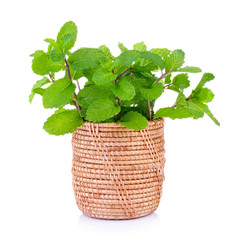 mint in the basket on white background