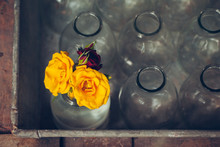 Yellow And Red Rose In Bottle With Color Effect