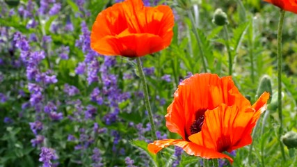 Canvas Print - Tuerkischer Mohn und Katzenminze vid 03