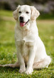 © GTeam - White Labrador in the summer park.Pet , an adult dog breed white labrador, drooping ears, carefully watching , posing for a photograph sitting on the green grass in the summer the park for a walk