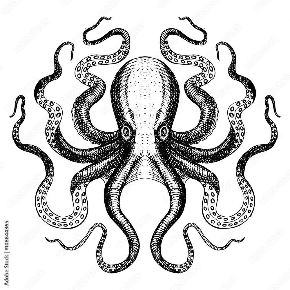 Octopus - Sea Monster Stock Vector | Adobe Stock