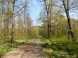 Road in deciduous forest