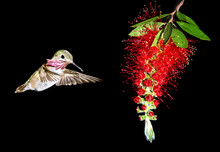 Hummingbird Feeding From Red Beautiful Tropical Bottlebrush Flow