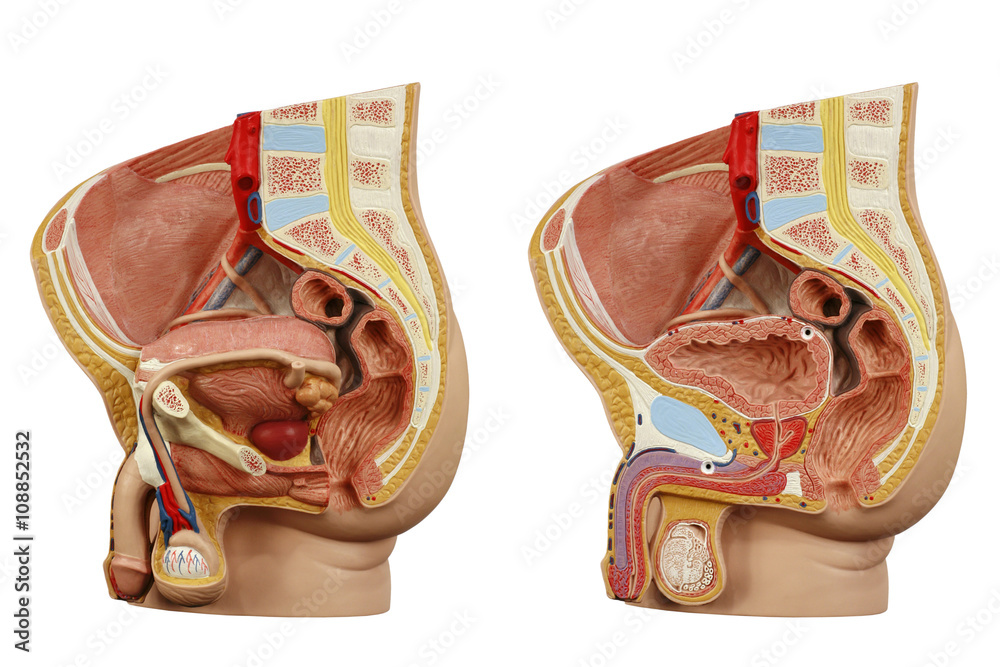 Anatomical model male pelvis - obrazy, fototapety, plakaty 